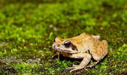 网红蛙打架吃瓜,一场吃瓜群众的狂欢盛宴 第3张 网红蛙打架吃瓜,一场吃瓜群众的狂欢盛宴 第3张