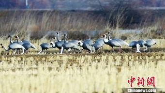 白枕鹤被爆料的视频在线观看,揭秘其神秘生活瞬间 第2张 白枕鹤被爆料的视频在线观看,揭秘其神秘生活瞬间 第2张